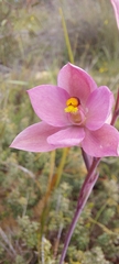 Thelymitra luteocilium