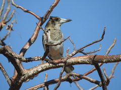 Cracticus nigrogularis