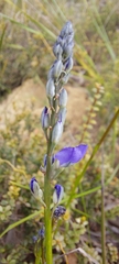 Comesperma calymega
