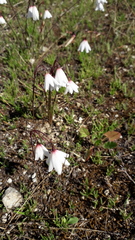 Acis autumnalis