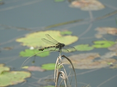 Ictinogomphus rapax