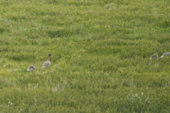Anser brachyrhynchus