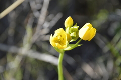 Ornithogalum dubium