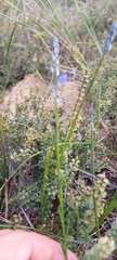 Comesperma calymega
