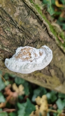 Fomitopsis betulina