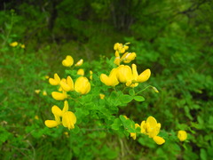 Cytisophyllum sessilifolium