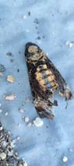 Acherontia atropos