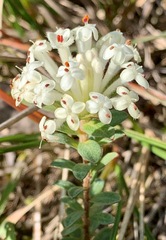 Pimelea humilis