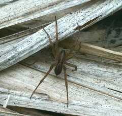 Pardosa