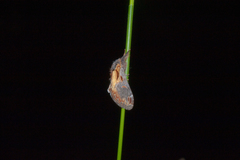 Notodonta scitipennis
