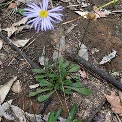 Brachyscome spathulata