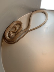Hierophis viridiflavus