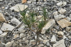 Plantago sempervirens