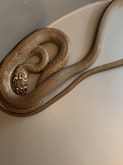 Hierophis viridiflavus
