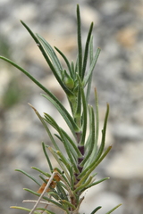 Plantago sempervirens