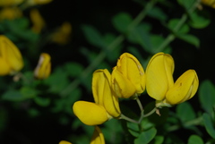 Cytisophyllum sessilifolium