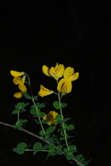 Cytisophyllum sessilifolium