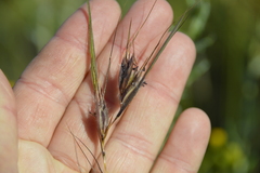 Themeda triandra