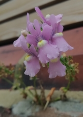 Nemesia