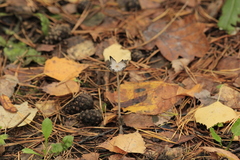Fungi