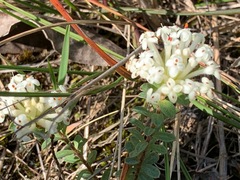 Pimelea humilis