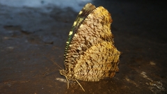 Elymnias nesaea
