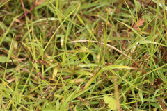 Digitaria aequiglumis