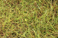 Digitaria aequiglumis