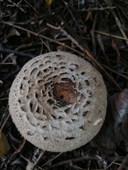 Chlorophyllum olivieri