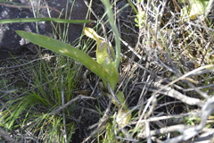 Ornithogalum dubium