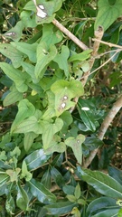 Dioscorea polystachya