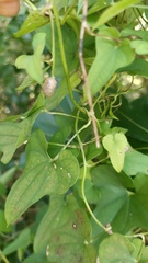 Dioscorea polystachya