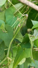 Dioscorea polystachya