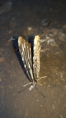 Elymnias nesaea