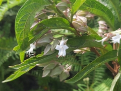 Clerodendrum