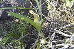 Ornithogalum dubium