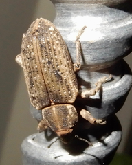 Listronotus appendiculatus