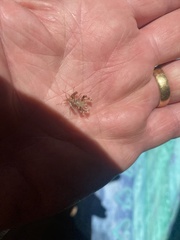 Pephricus