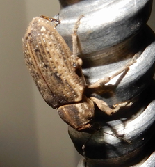 Listronotus appendiculatus