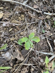 Potentilla canadensis