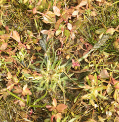 Sporobolus alopecuroides