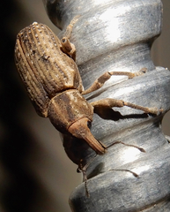 Listronotus appendiculatus