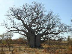 Adansonia gregorii