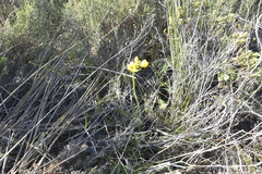 Ornithogalum dubium