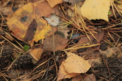 Fungi