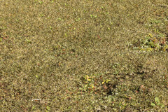 Sporobolus alopecuroides