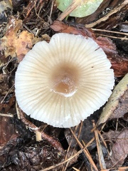 Mycena filopes