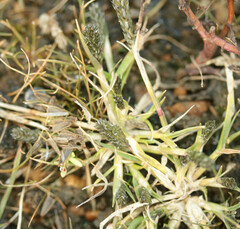 Sporobolus alopecuroides