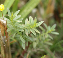 Gratiola officinalis