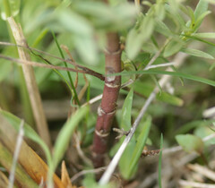 Gratiola officinalis